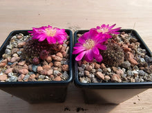 Sulcorebutia steinbachii