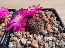 Sulcorebutia steinbachii