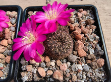 Sulcorebutia steinbachii