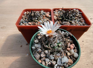 Turbinicarpus macrochele