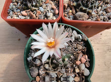 Turbinicarpus macrochele