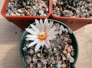 Turbinicarpus macrochele