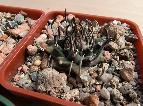 Turbinicarpus macrochele