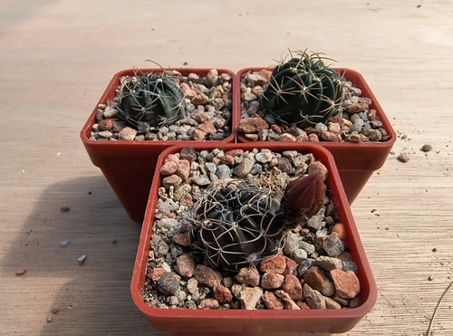 Lobivia pampana R446