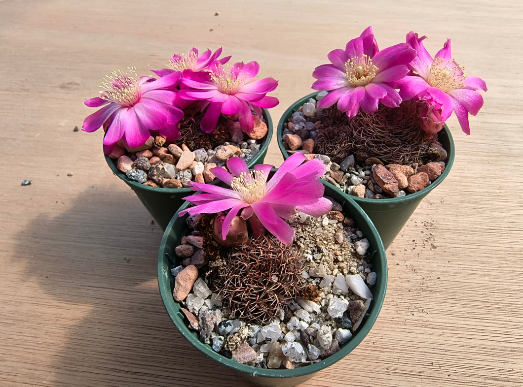 Sulcorebutia pulchra