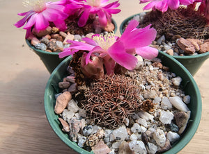 Sulcorebutia pulchra
