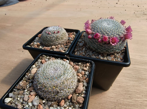 Mammillaria microthele SB34