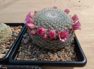 Mammillaria microthele SB34