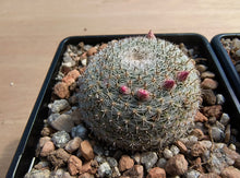Mammillaria microthele SB34