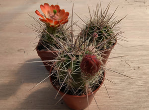 Echinocereus coccineus