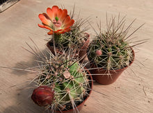Echinocereus coccineus