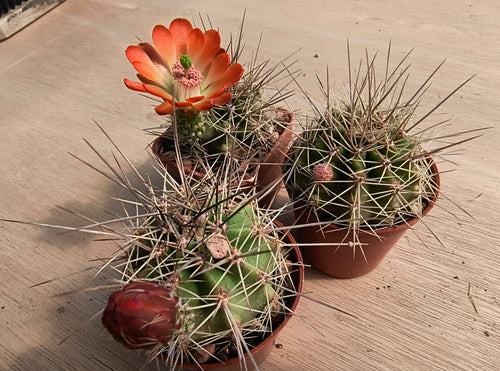 Echinocereus coccineus