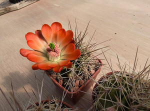 Echinocereus coccineus