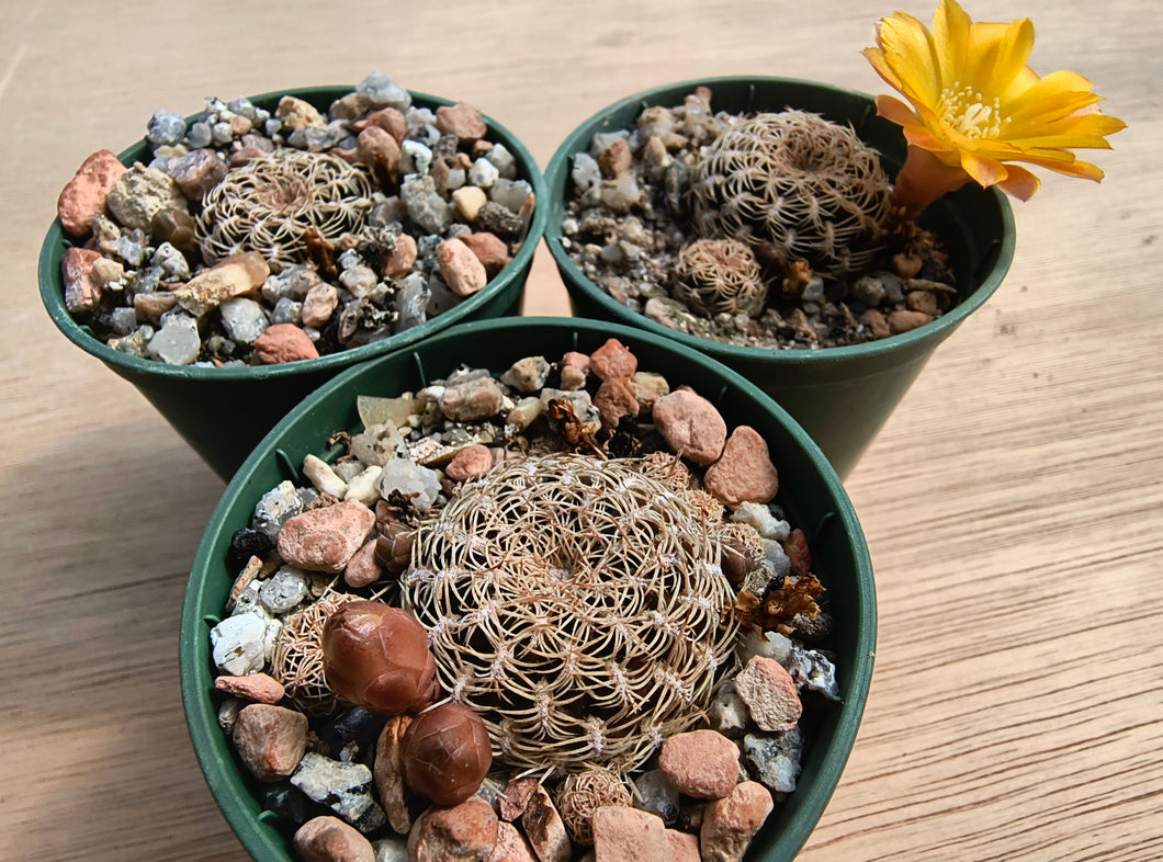 Sulcorebutia breviflora LH1096