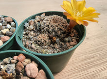 Sulcorebutia breviflora LH1096