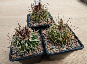 Stenocactus crispatus