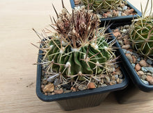 Stenocactus crispatus