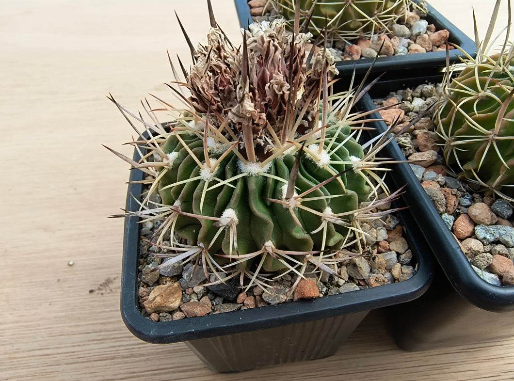 Stenocactus crispatus
