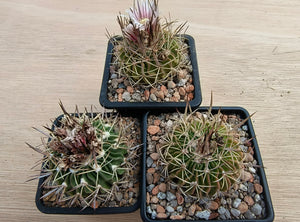 Stenocactus crispatus