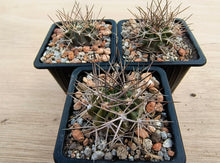 Acanthocalycium variiflorum LF42