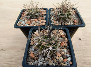 Acanthocalycium variiflorum LF42