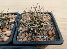 Acanthocalycium variiflorum LF42
