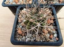 Acanthocalycium variiflorum LF42