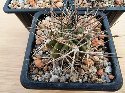 Acanthocalycium variiflorum LF42
