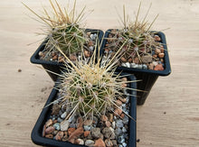 Echinocereus coccineus SB243