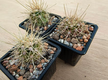 Echinocereus coccineus SB243