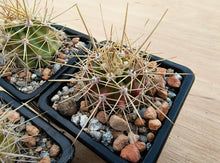 Echinocereus coccineus SB243