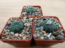 Astrophytum asterias RS1298
