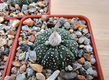 Astrophytum asterias RS1298