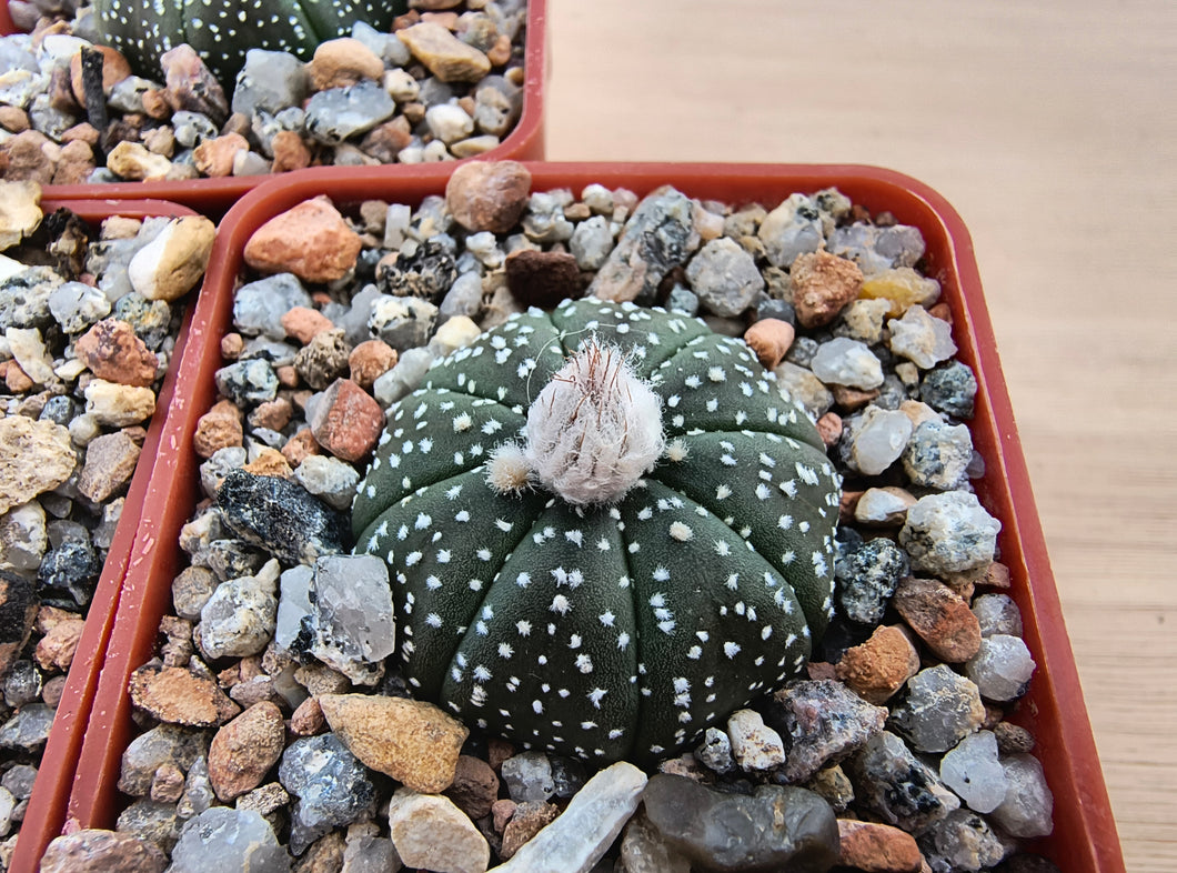 Astrophytum asterias RS1298