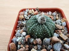 Astrophytum asterias RS1298