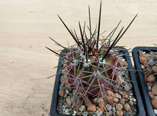 Echinocereus coccineus IDD1767