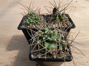 Echinocereus triglochidiatus