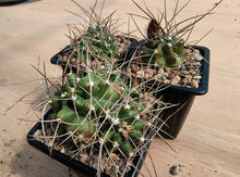 Echinocereus triglochidiatus