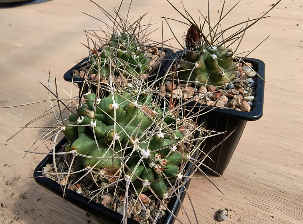 Echinocereus triglochidiatus