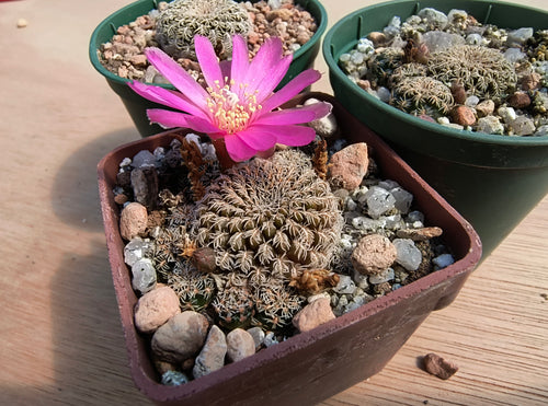Sulcorebutia mizquensis