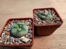 Lophophora diffusa