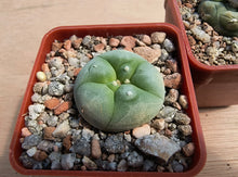 Lophophora diffusa