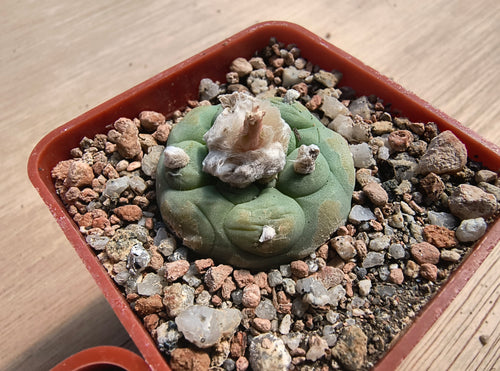 Lophophora diffusa