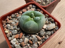 Lophophora diffusa