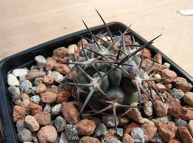 Acanthocalycium glaucum R872