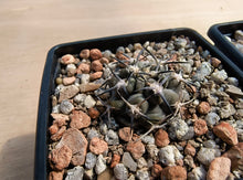 Acanthocalycium glaucum R872