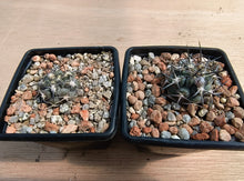 Acanthocalycium glaucum R872