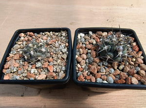 Acanthocalycium glaucum R872