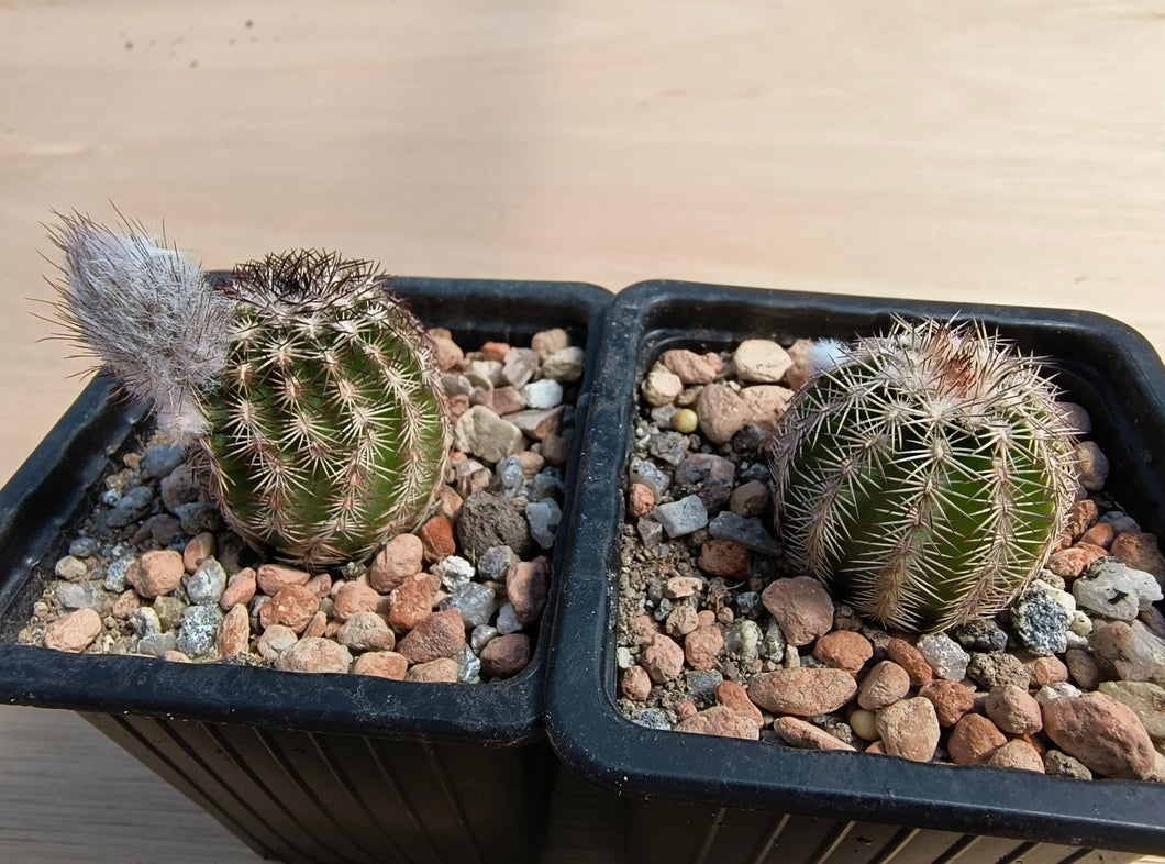 Echinocereus bristolii v. pseudopectinatus SB247
