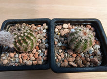 Echinocereus bristolii v. pseudopectinatus SB247